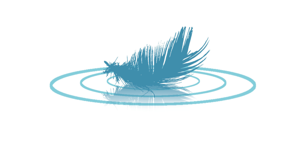 plume sur l'eau